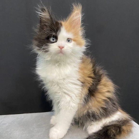 Maine Coon EZ Rita