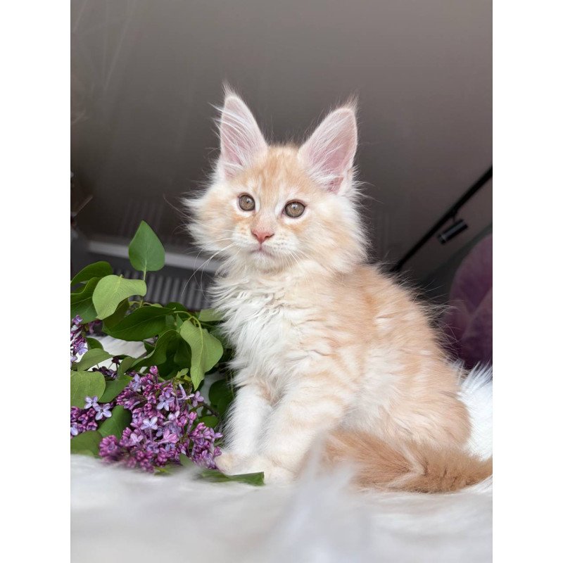 Maine Coon EZ Wings