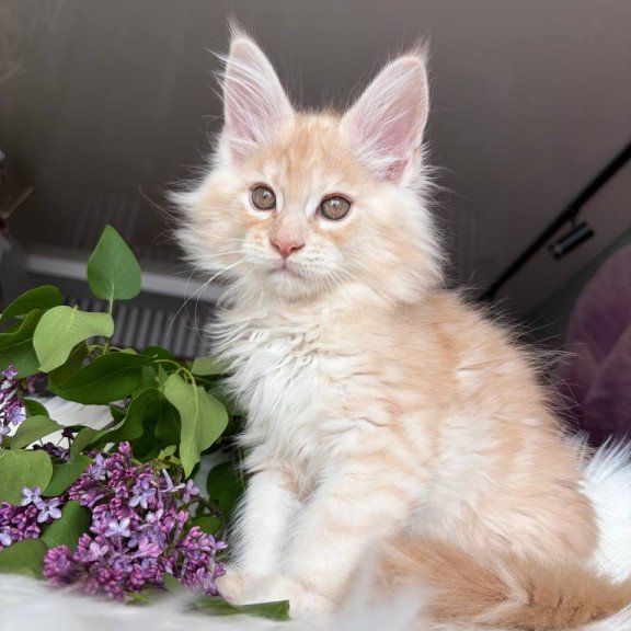 Maine Coon EZ Wings