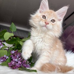 Maine Coon EZ Wings
