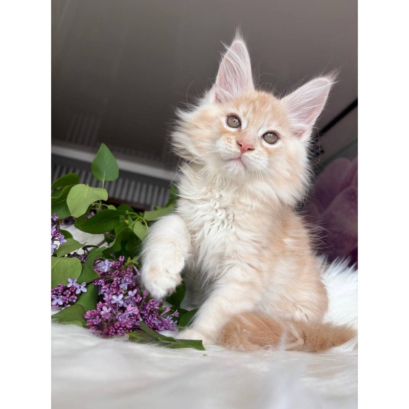 Maine Coon EZ Wings