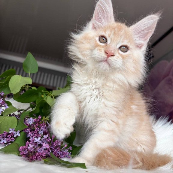 Maine Coon EZ Wings
