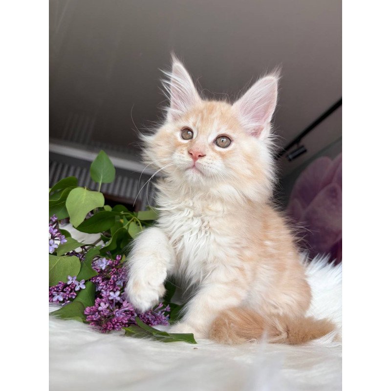 Maine Coon EZ Wings