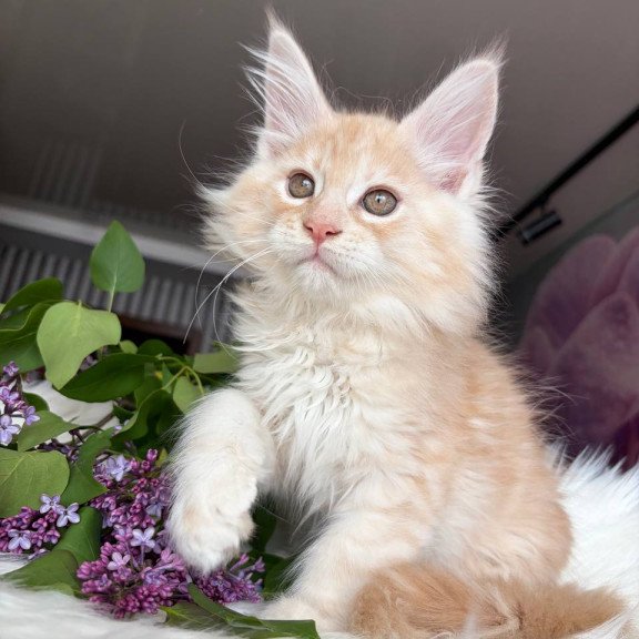 Maine Coon EZ Wings