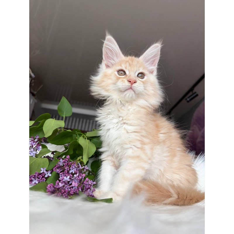 Maine Coon EZ Wings