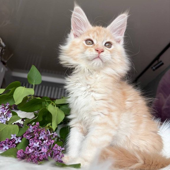 Maine Coon EZ Wings