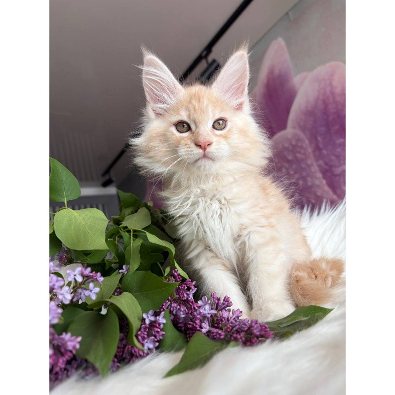 Maine Coon EZ Wings