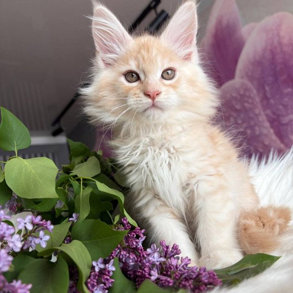 Maine Coon EZ Wings