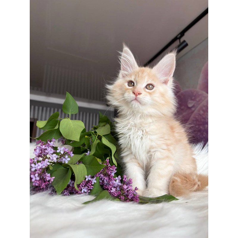 Maine Coon EZ Wings