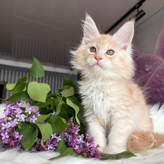 Maine Coon EZ Wings