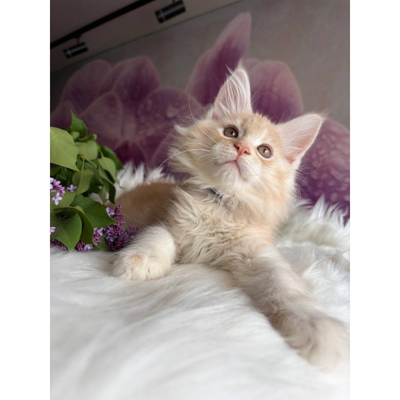 Maine Coon EZ Wings