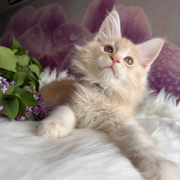 Maine Coon EZ Wings