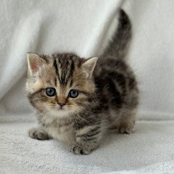 Munchkin Umi