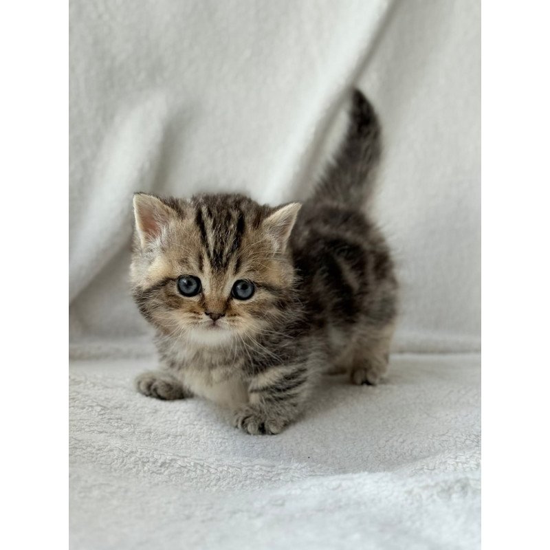 Munchkin Umi