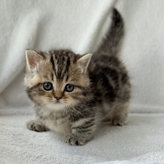 Munchkin Umi