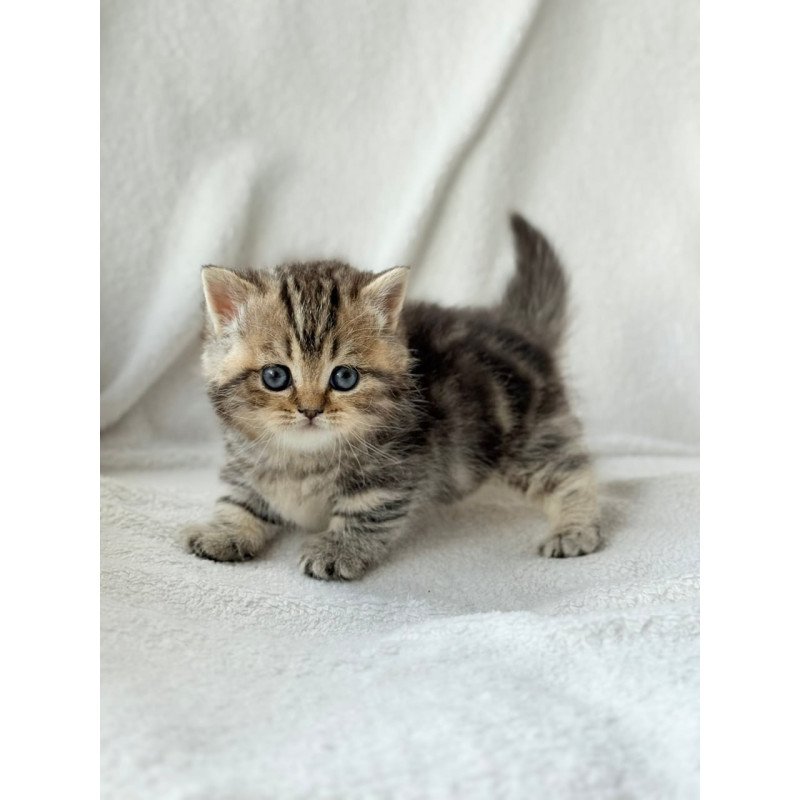 Munchkin Umi