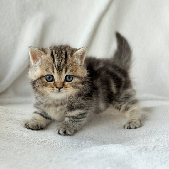 Munchkin Umi