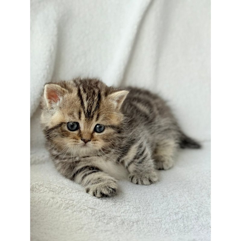 Munchkin Umi