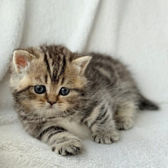 Munchkin Umi