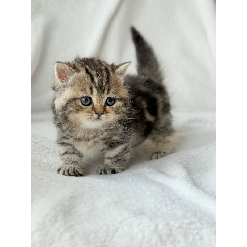 Munchkin Umi