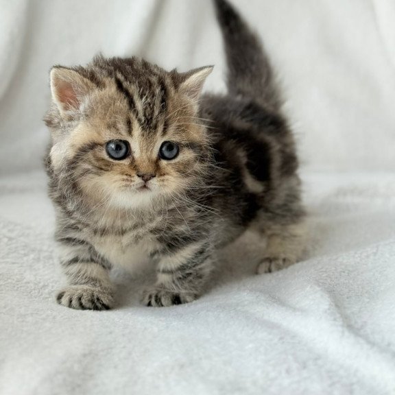 Munchkin Umi