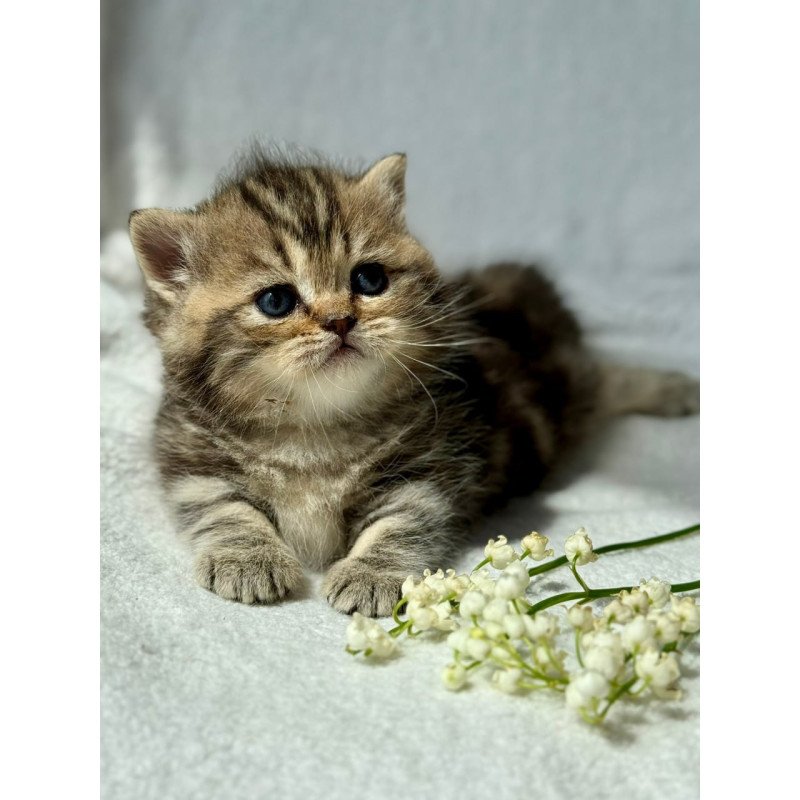 Munchkin Umi