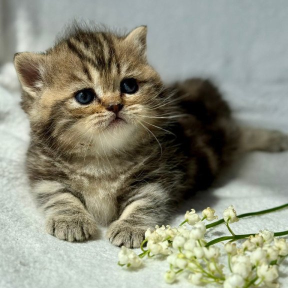Munchkin Umi