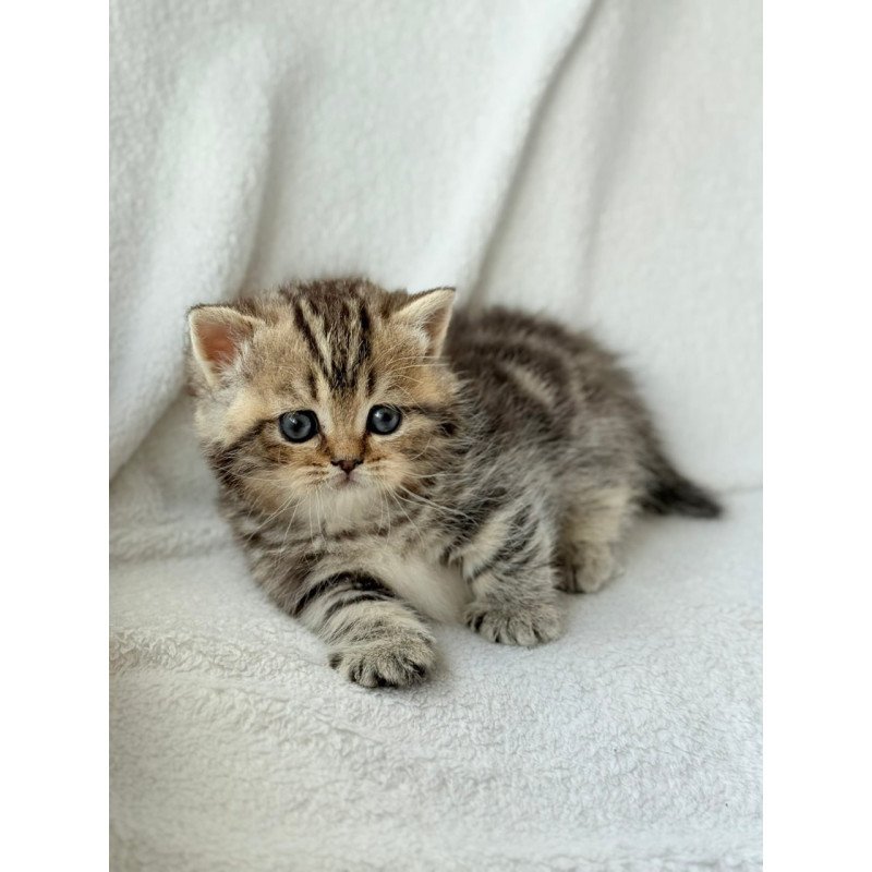 Munchkin Umi