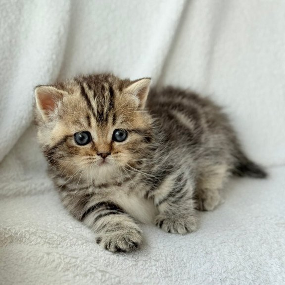 Munchkin Umi