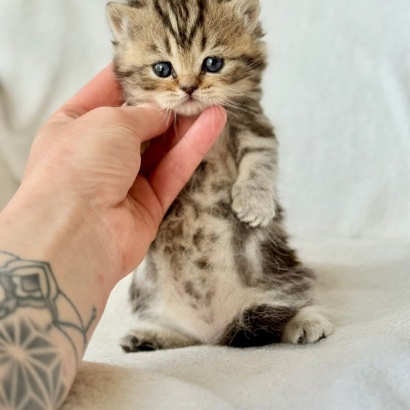 Munchkin Umi