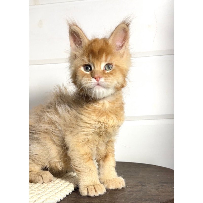Maine Coon MAR Louis