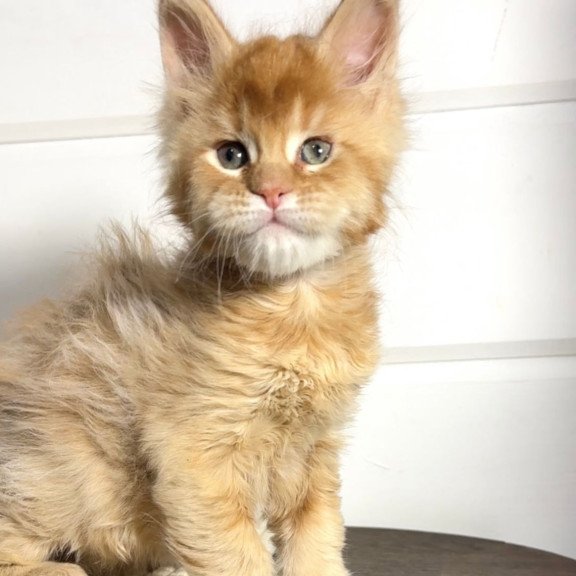 Maine Coon MAR Louis