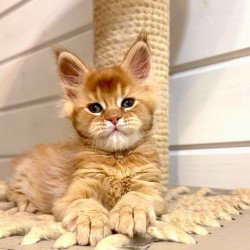 Maine Coon MAR Louis
