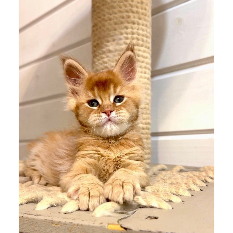 Maine Coon MAR Louis