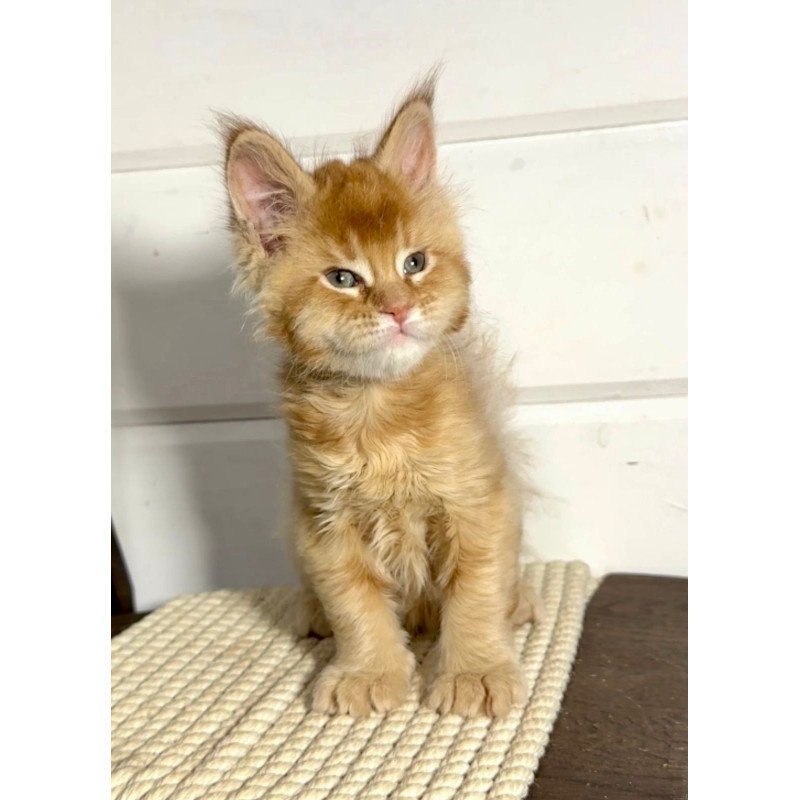 Maine Coon MAR Louis