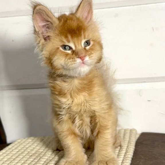 Maine Coon MAR Louis