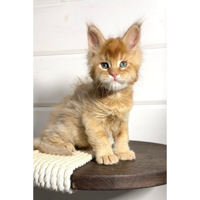 Maine Coon MAR Louis