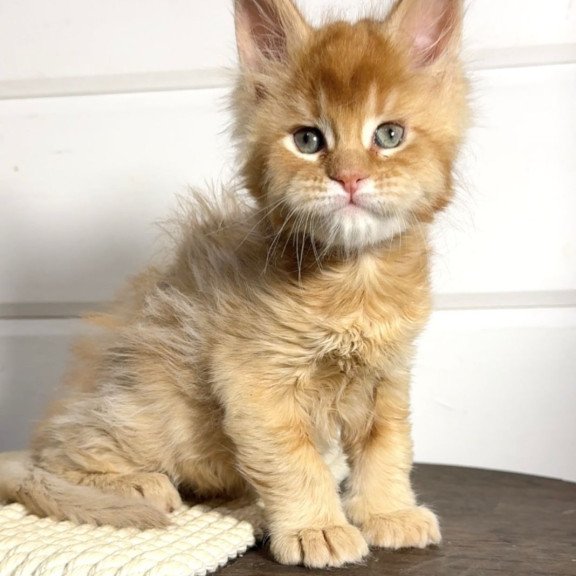Maine Coon MAR Louis