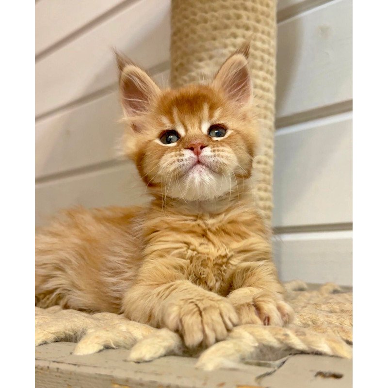 Maine Coon MAR Louis