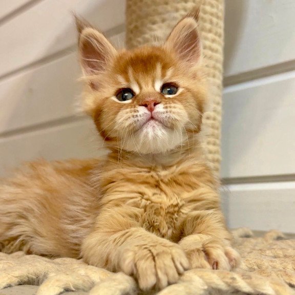 Maine Coon MAR Louis