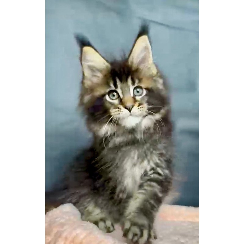 Maine Coon MAR Odin