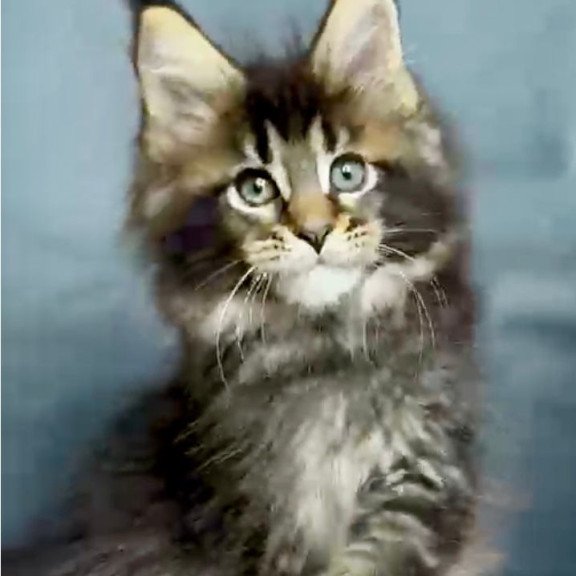 Maine Coon MAR Odin