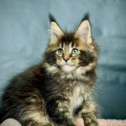 Maine Coon MAR Odin