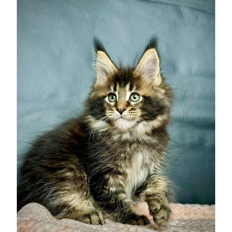 Maine Coon MAR Odin