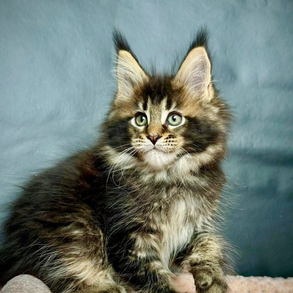 Maine Coon MAR Odin