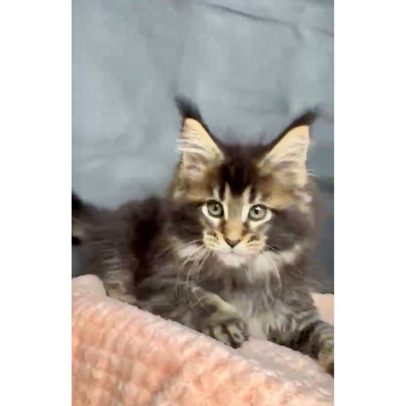 Maine Coon MAR Odin