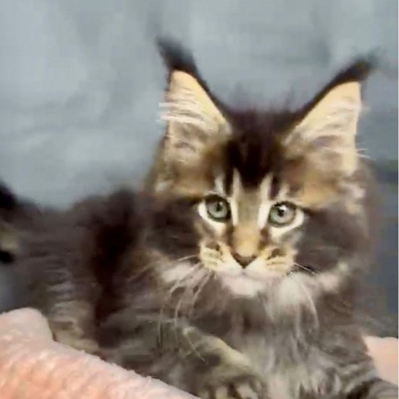 Maine Coon MAR Odin