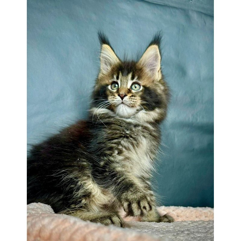 Maine Coon MAR Odin
