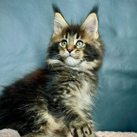 Maine Coon MAR Odin