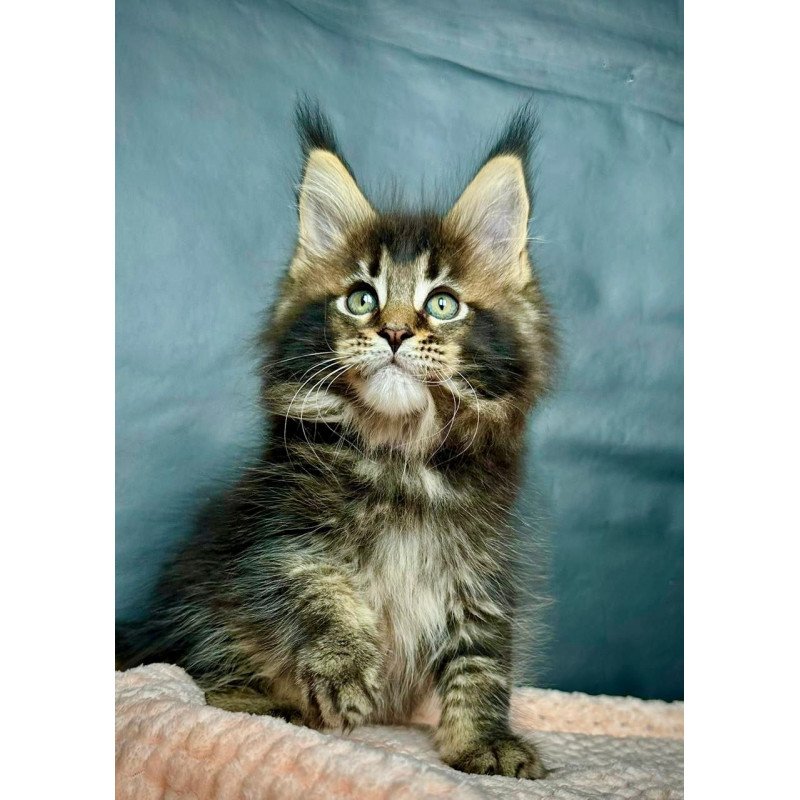 Maine Coon MAR Odin